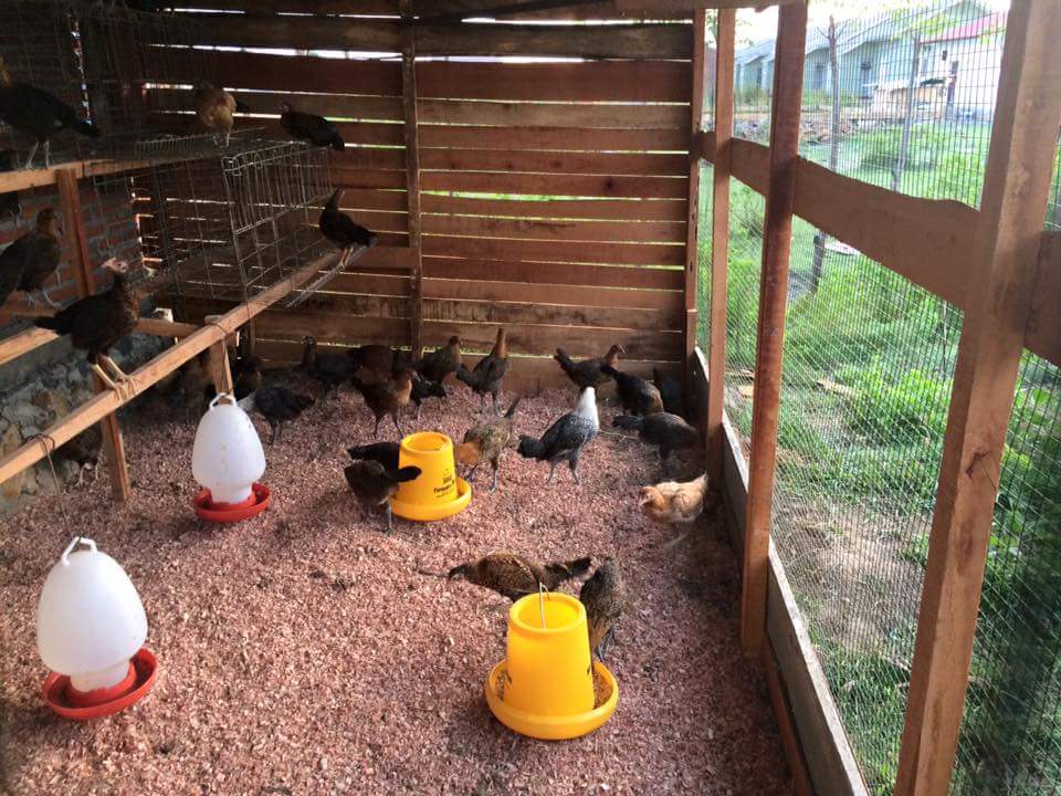 Beternak ayam di lahan yang sempit  Steemit